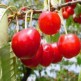 cerises.jpg