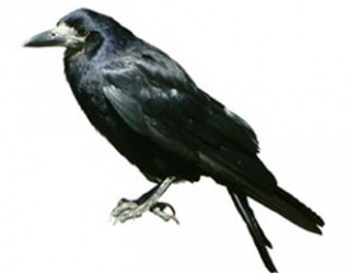 crow-web.jpg