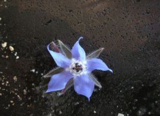 fleurbras.JPG