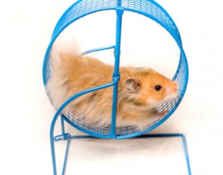 hamster2-web.jpg