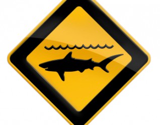 requin.jpg